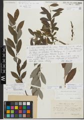 Foto von Salix myrsinifolia Salisb. x Salix repens L.